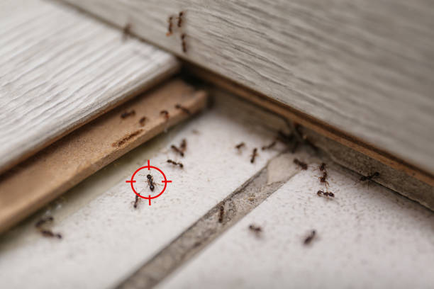 Best Local Pest Control Services  in Independence, IA
